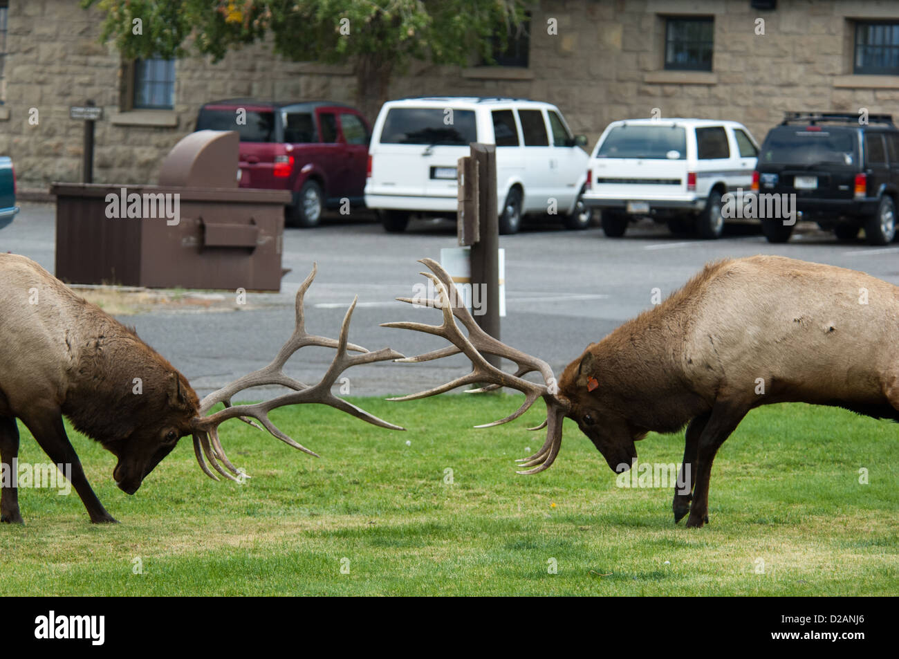Due bull elk (Cervus canadensis) i combattimenti durante la stagione di solchi, Mammoth Hot Springs il Parco Nazionale di Yellowstone Foto Stock