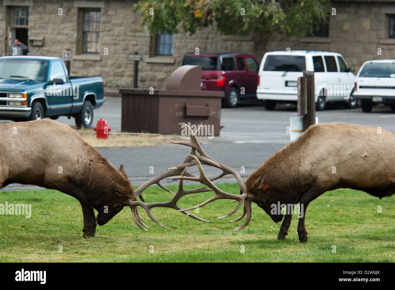 Due bull elk (Cervus canadensis) i combattimenti durante la stagione di solchi, Mammoth Hot Springs il Parco Nazionale di Yellowstone Foto Stock