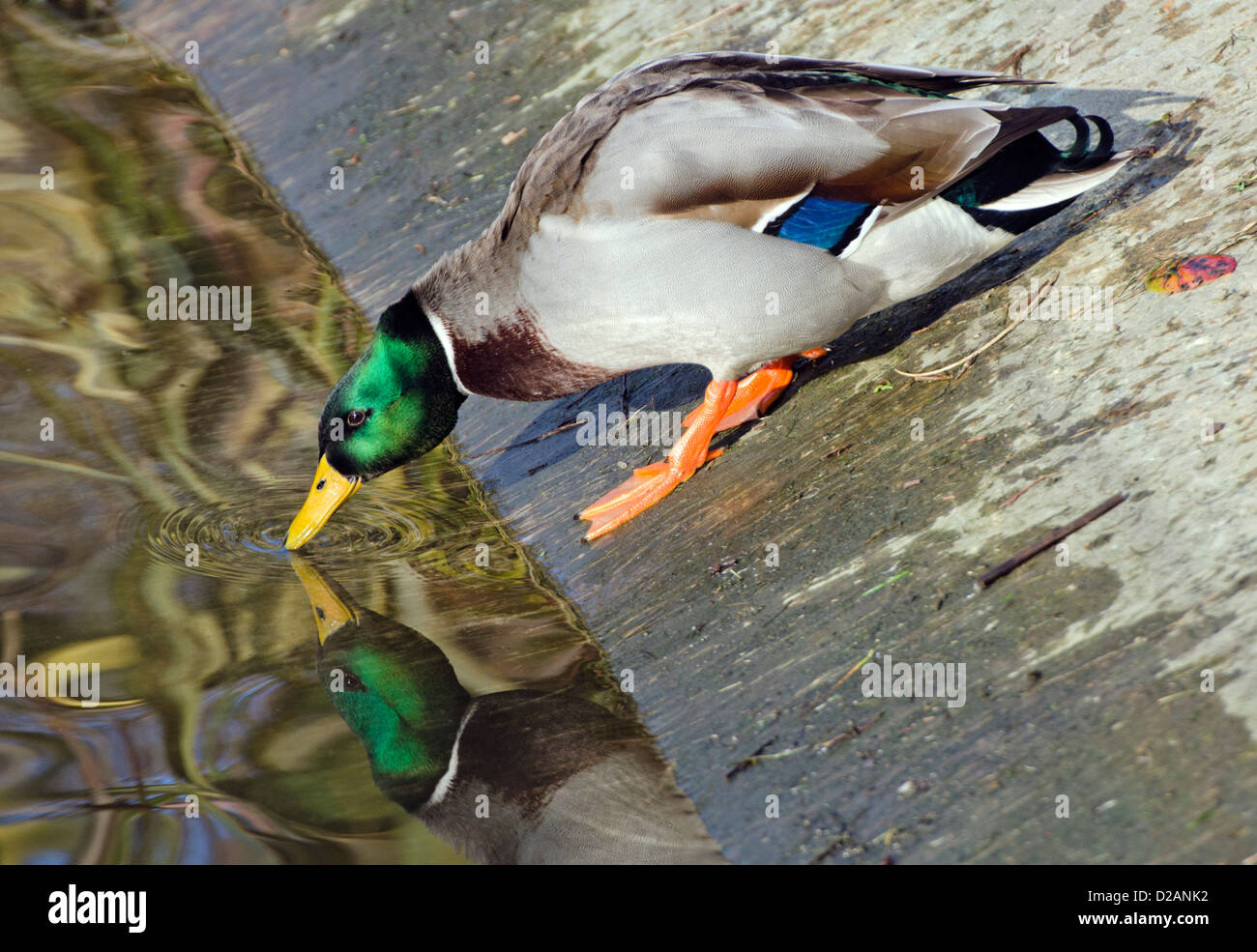 Maschi di anatra germano reale (Anas platyrhynchos) scendendo da una sponda ripida e guardando il suo riflesso nell'acqua. Foto Stock