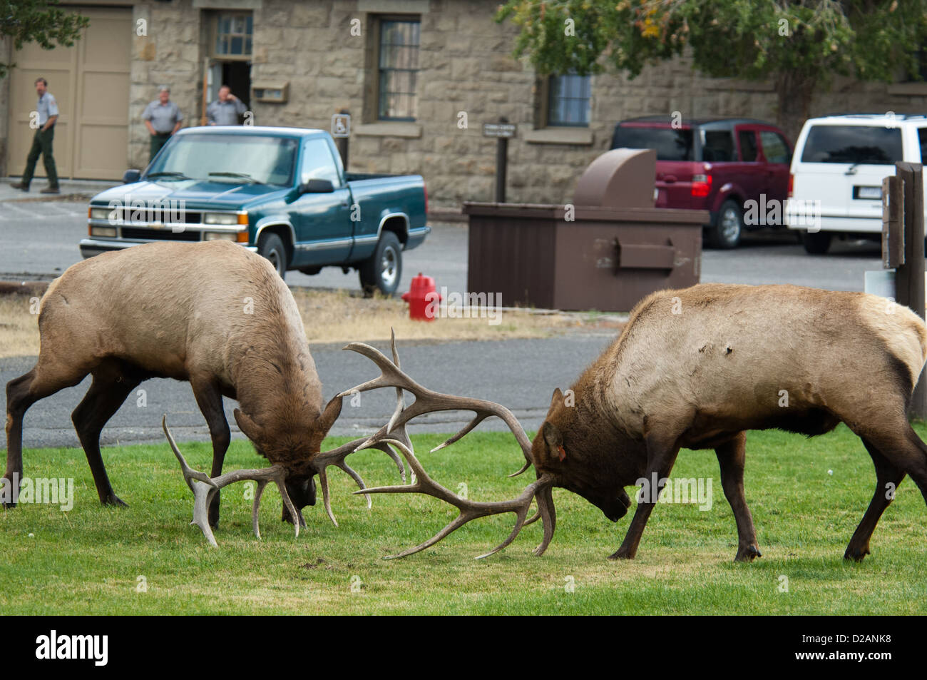 Due bull elk (Cervus canadensis) i combattimenti durante la stagione di solchi, Mammoth Hot Springs il Parco Nazionale di Yellowstone Foto Stock