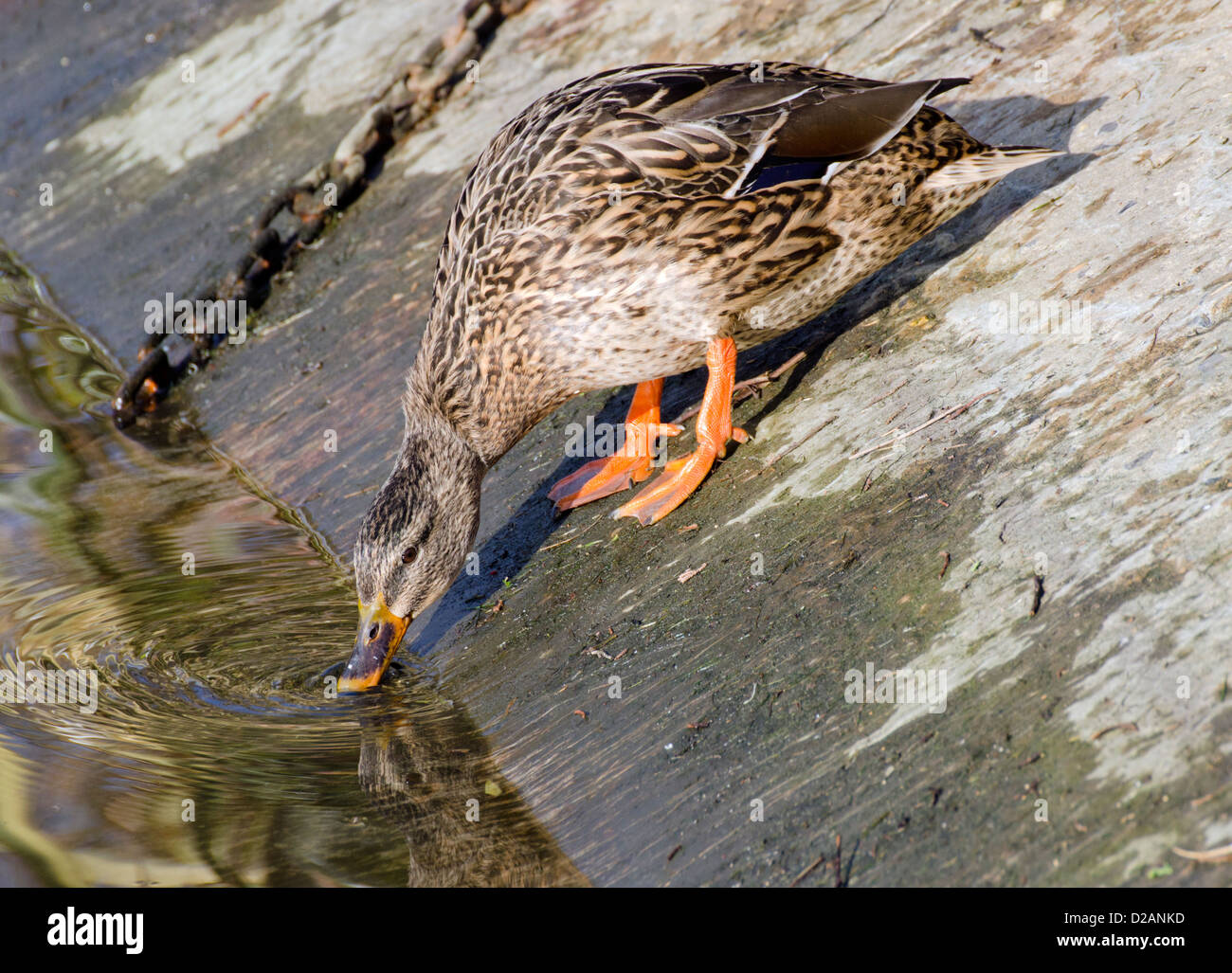 Femmine di anatra germano reale (Anas platyrhynchos) scendendo da una sponda ripida e test fuori l'acqua. Foto Stock