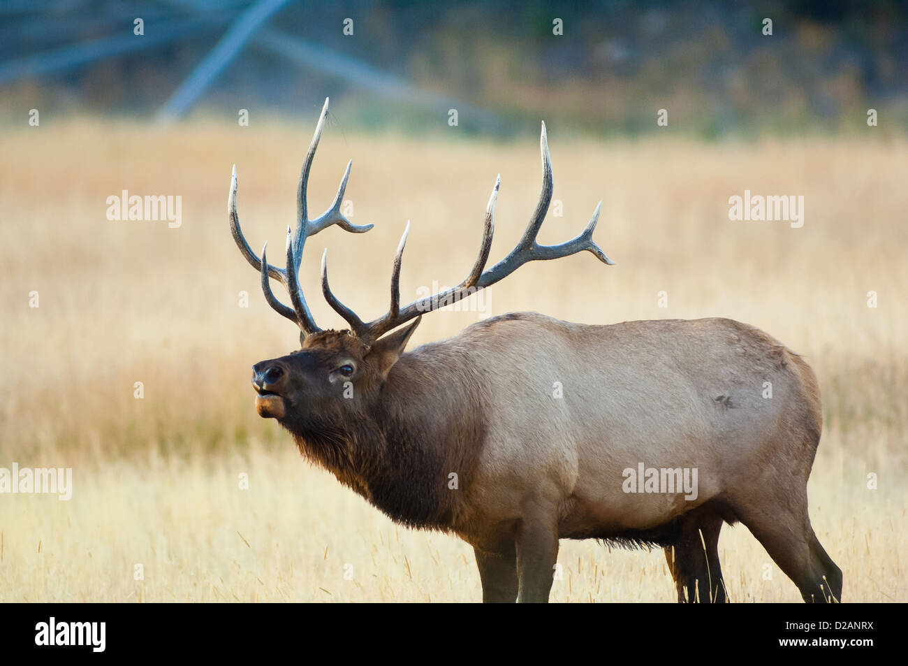 Bull elk (Cervus canadensis) bugling durante la caduta stagione solchi Foto Stock