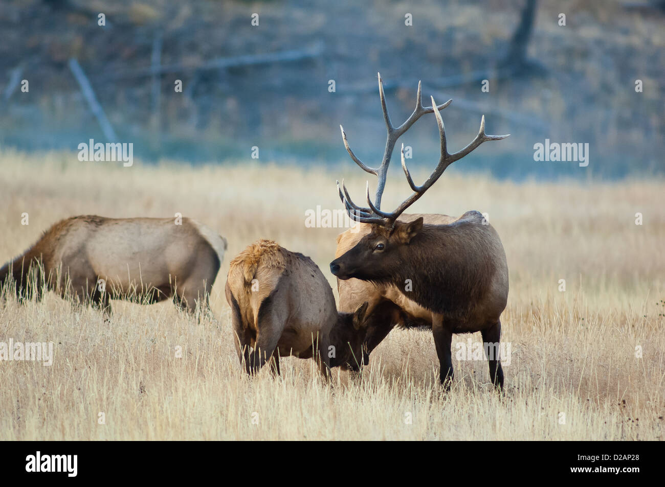 Bull elk (Cervus canadensis) sniffing una femmina durante la caduta stagione solchi Foto Stock