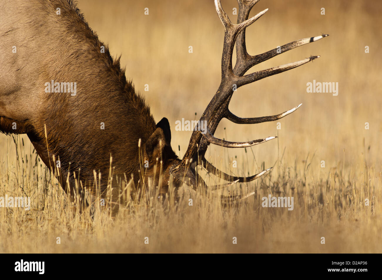 Bull elk (Cervus canadensis) pascolare nel prato in Wyoming Foto Stock