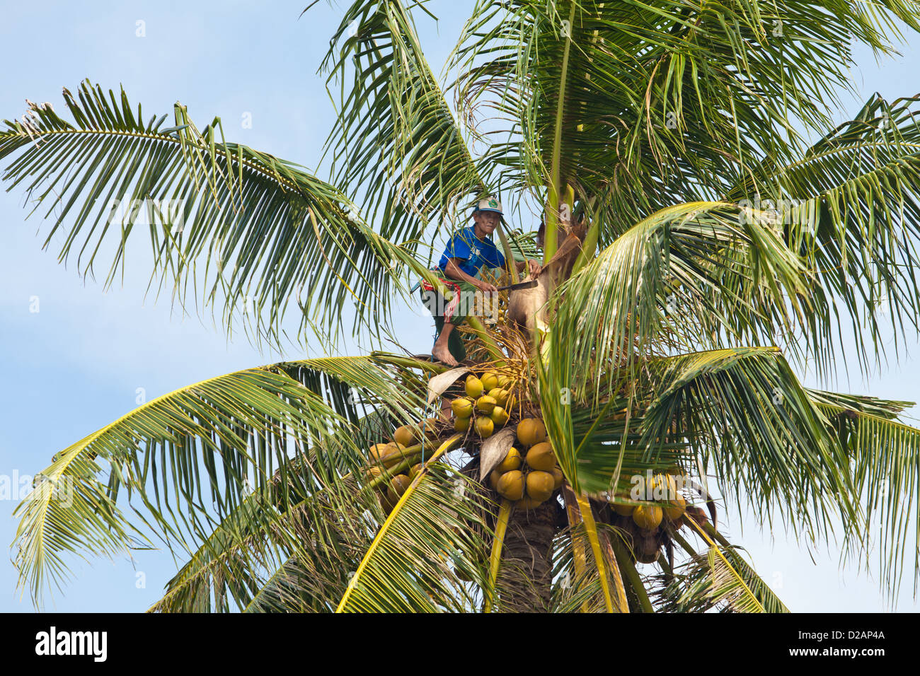 BALI - gennaio 26. Uomo Balinese di cocco di raccolta su gennaio 26, 2012 a Bali, Indonesia. Secondo dati delle Nazioni Unite, Indonesia Foto Stock