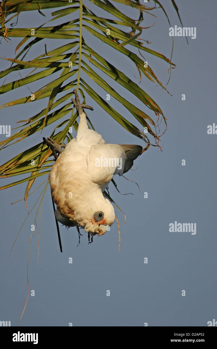 Poco Cacatua o Shortbilled cacatua, Cacatua pastinator sanguinea, appeso ad albero. Foto Stock