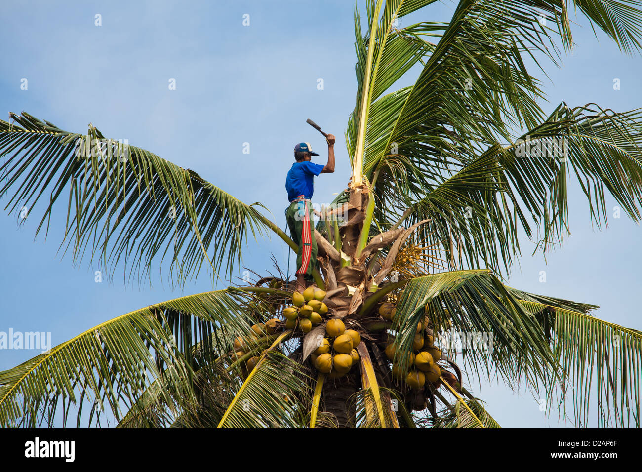 BALI - gennaio 26. Uomo Balinese di cocco di raccolta su gennaio 26, 2012 a Bali, Indonesia. Secondo dati delle Nazioni Unite, Indonesia Foto Stock
