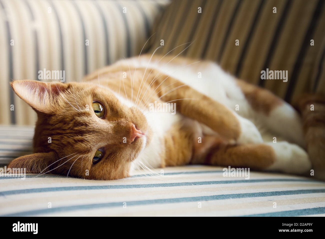 Un gatto pigro poggia su un lettino sotto la luce diretta del sole Foto Stock