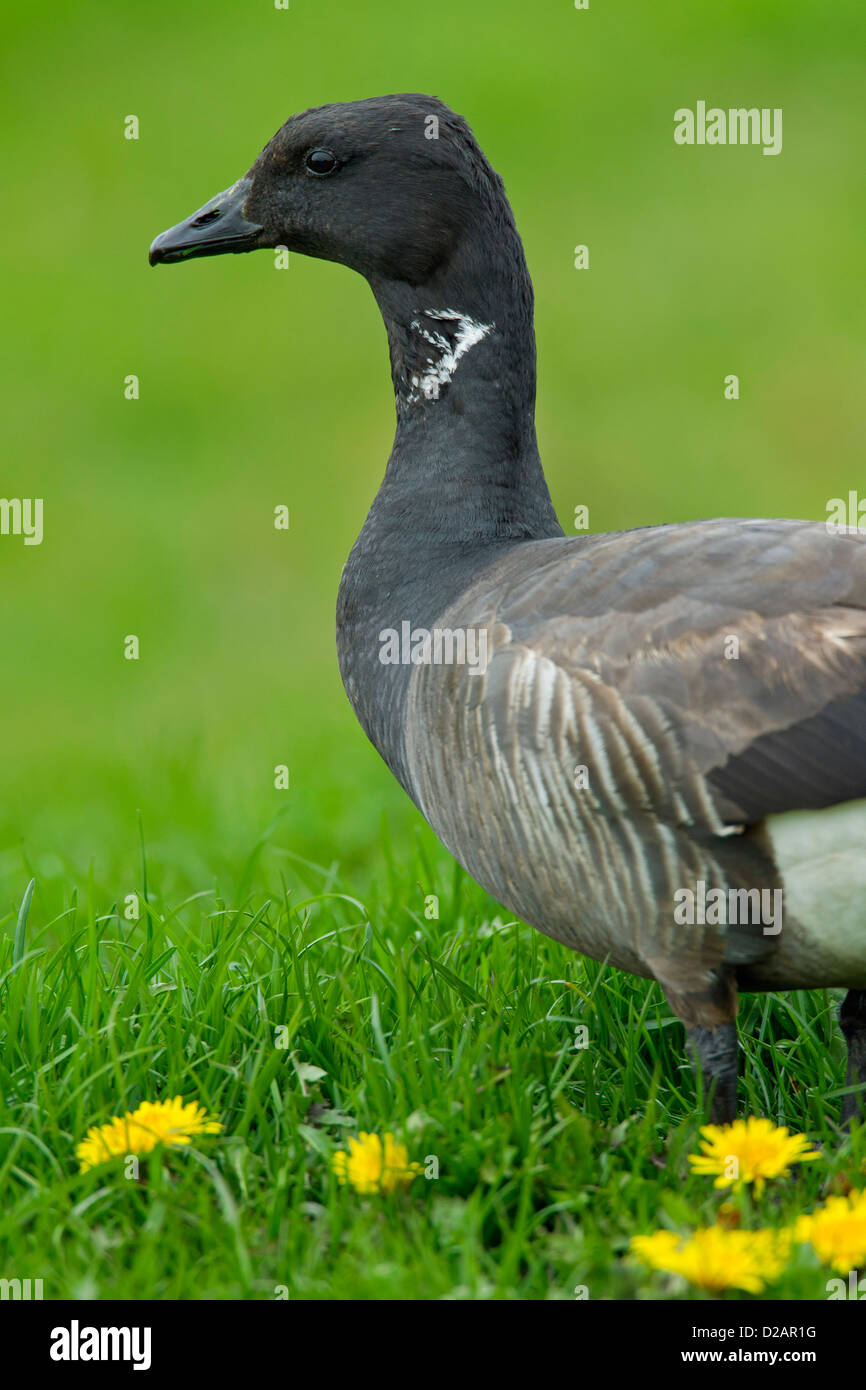 Brent goose (Branta bernicla) rovistando in Prato Foto Stock