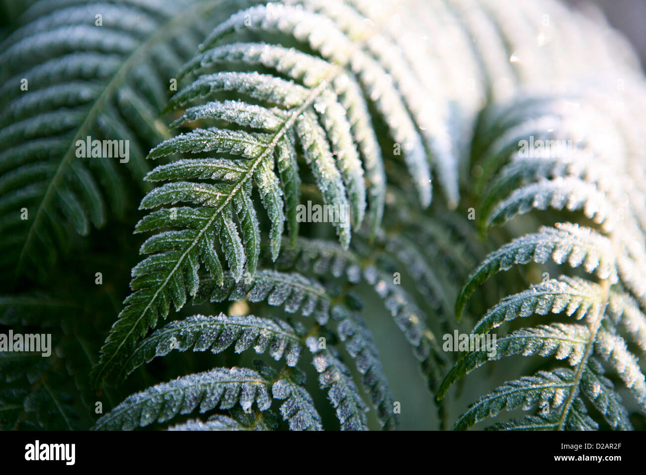 Tree fern (Dicksonia Antartide) fronde coperto di brina Foto Stock