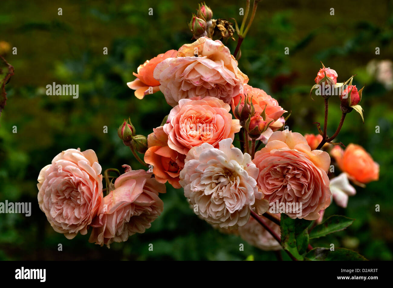 Rosa "Leander", inglese rosebush (razza da David Austin, 1982), grande arbusto robusto, fiori con colore deep color albicocca. Foto Stock