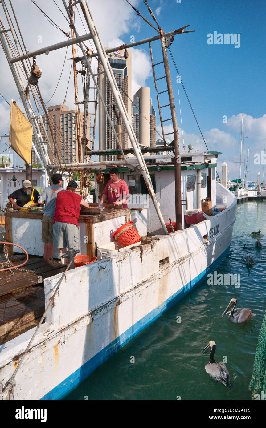 Pulizia Shrimpers le loro catture di mattina sulla barca di gamberetti, pellicani in attesa di sfridi, Corpus Christi Bay, Texas, Stati Uniti d'America Foto Stock