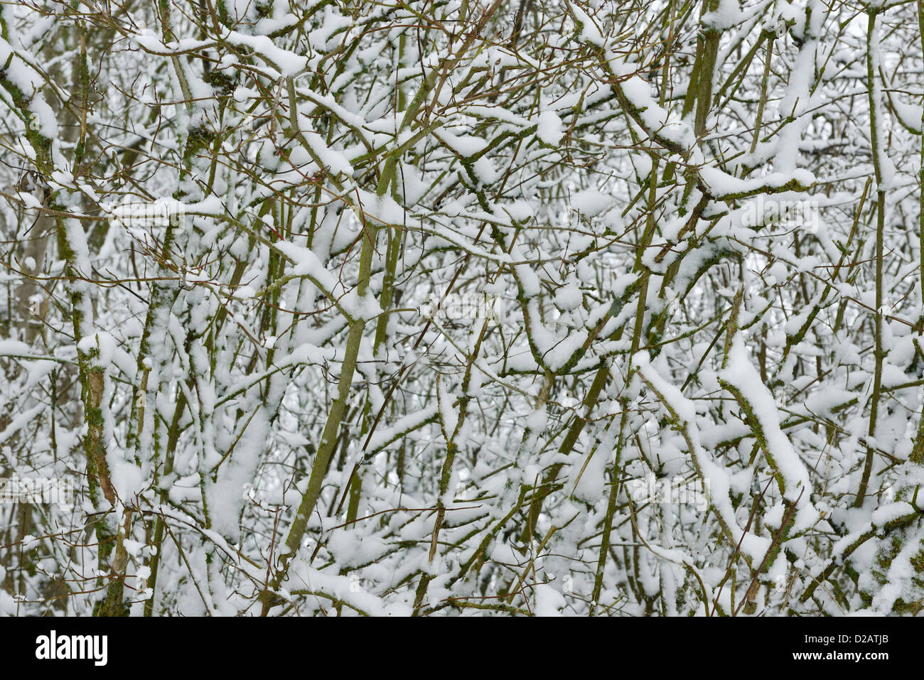 Coperta di neve rami di alberi Foto Stock