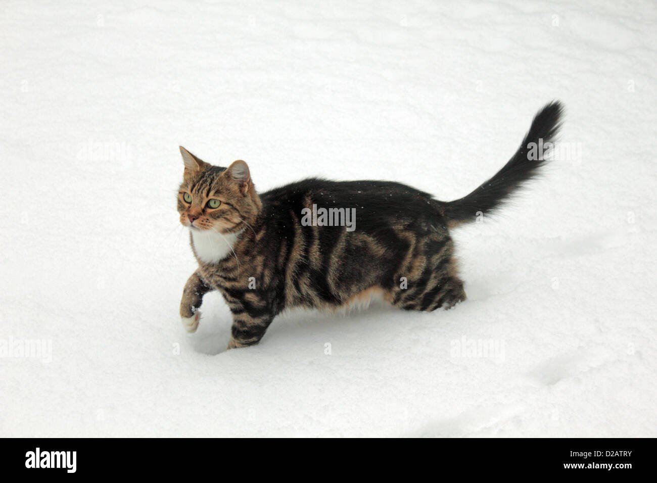 Epsom Surrey, Inghilterra, Regno Unito. Dal 18 gennaio 2013. Tabby cat giocare nella neve in un giardino del Surrey dove 4 pollici (10cm di neve caduti in sei ore. Foto Stock