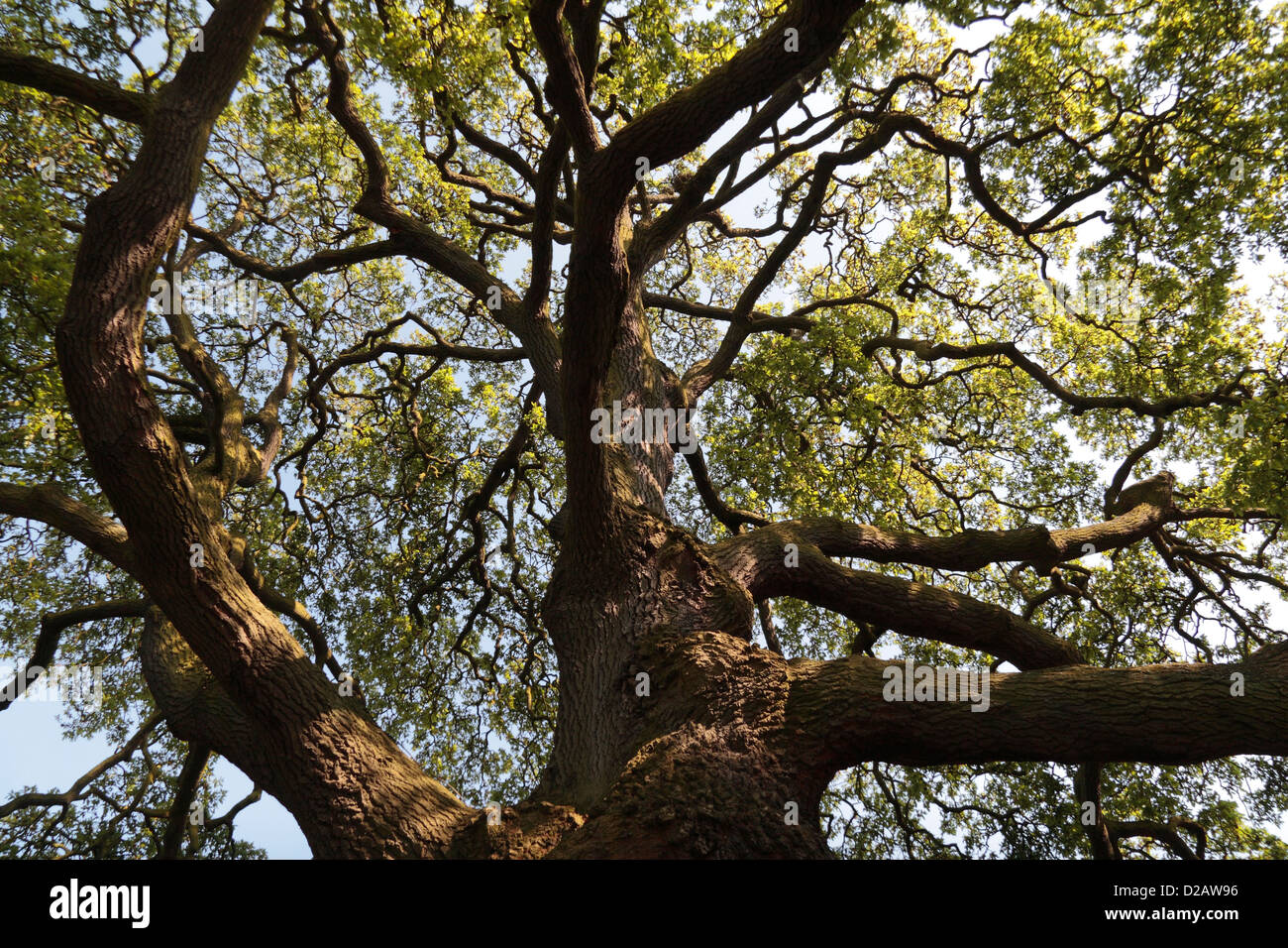 Il carrello e i rami di un Lucombe quercia (Quercus x hispanica 'Lucombeana') nella Royal Botanic Gardens, Kew, Londra, Regno Unito. Foto Stock