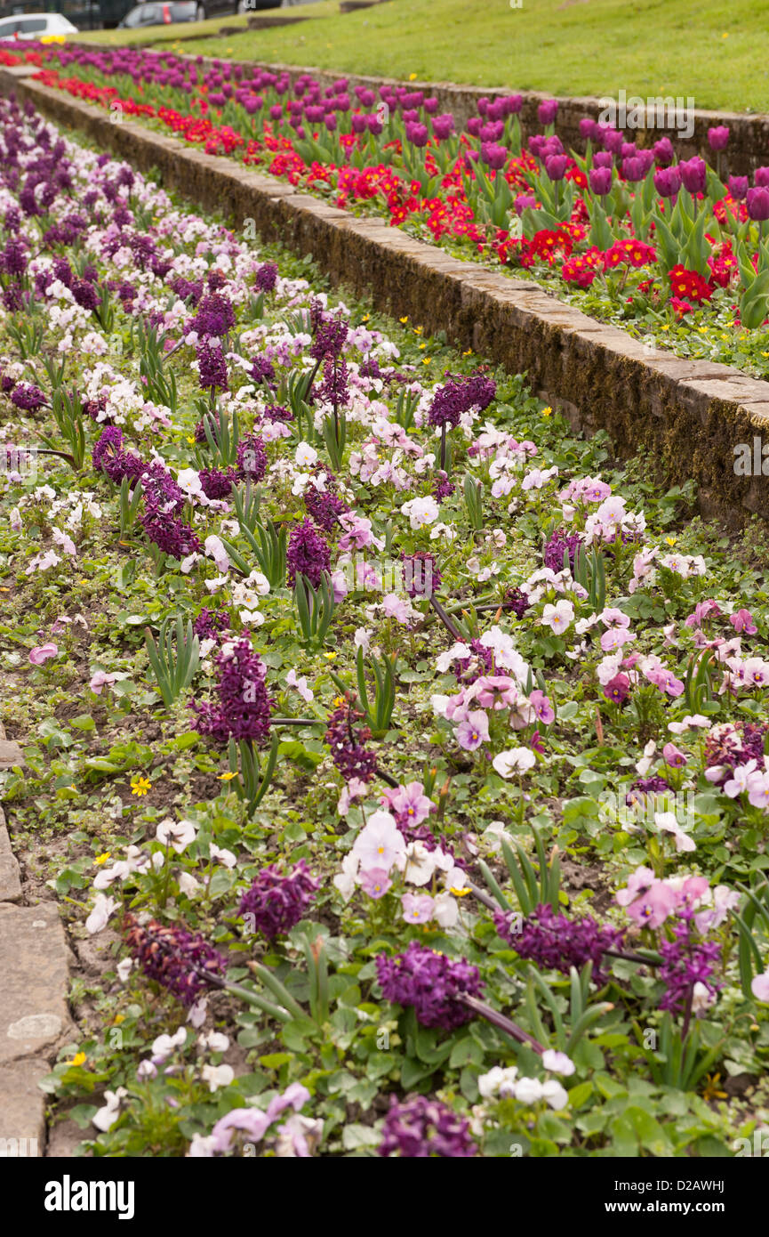 Bella luminosa molla colorati fiori piantati in righe, che fiorisce in aiuole paesaggistici, scenic Town Center - Ilkley, West Yorkshire, Inghilterra, Regno Unito Foto Stock