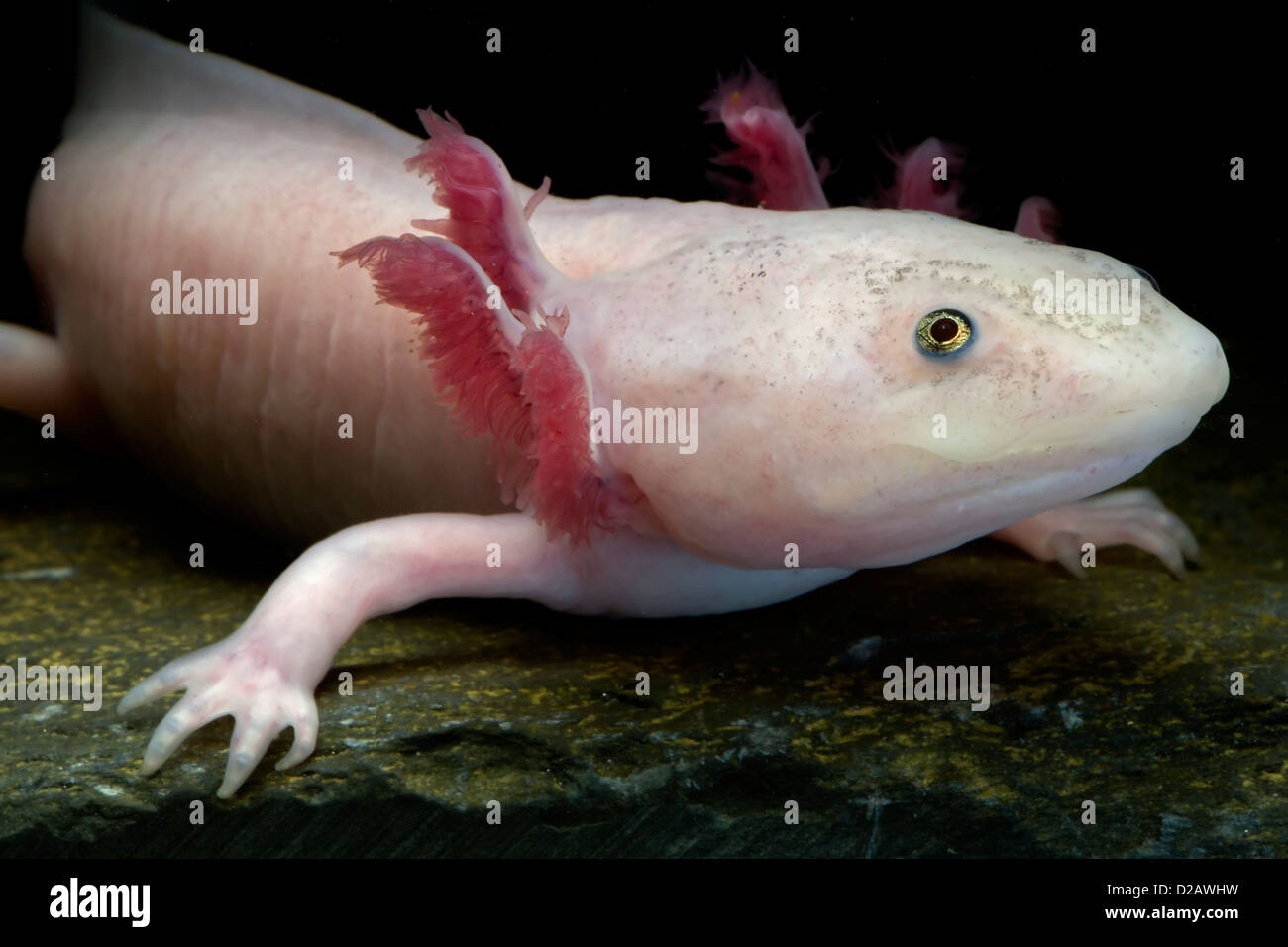 Bianco (axolotl Ambystoma mexicanum) neotenic salamandra acquatica leucistic singoli captive in pericolo critico nel selvaggio Foto Stock
