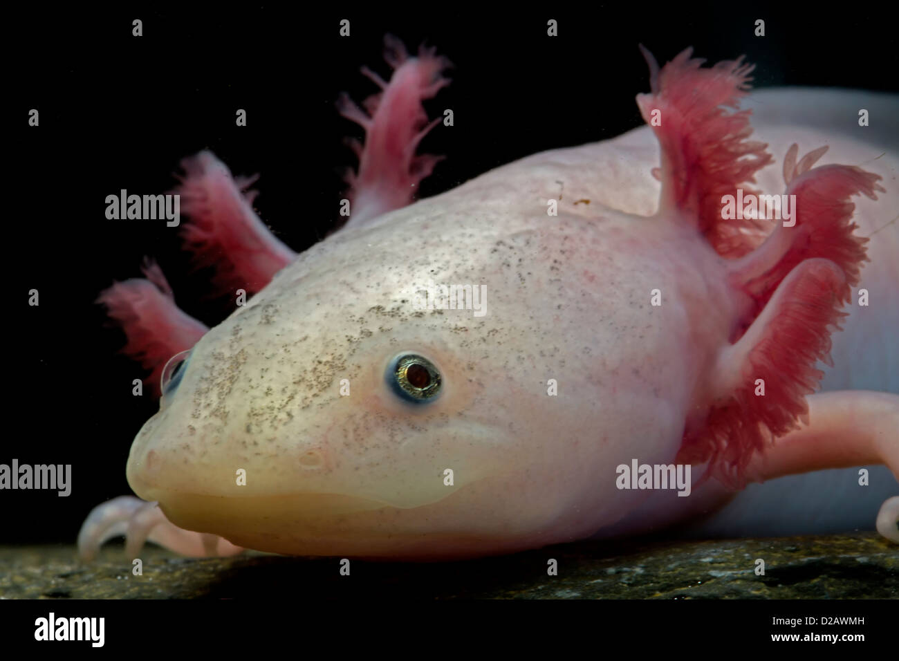 Bianco (axolotl Ambystoma mexicanum) neotenic salamandra acquatica leucistic singoli captive in pericolo critico nel selvaggio Foto Stock