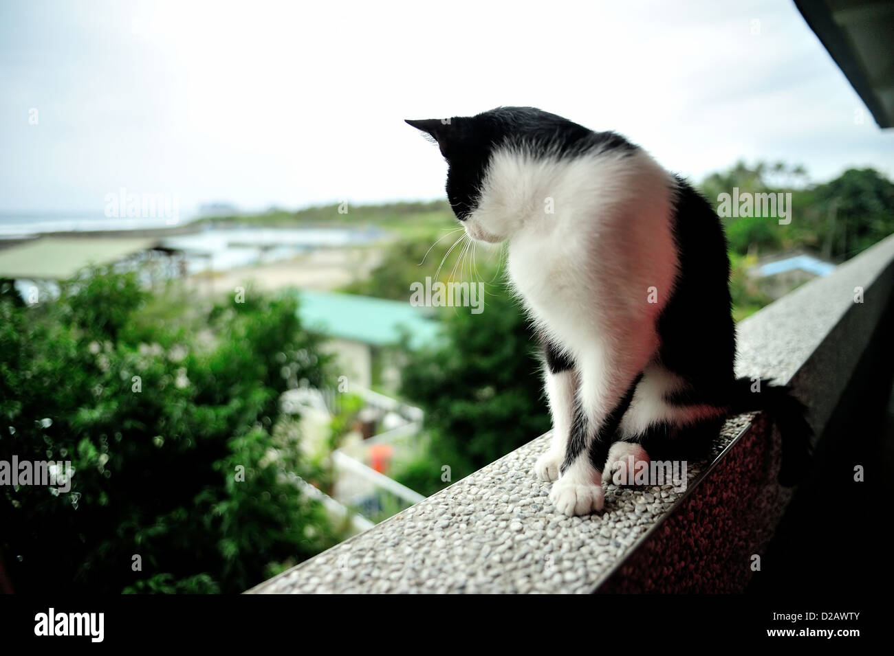 Gatto in piedi su un bordo Foto Stock