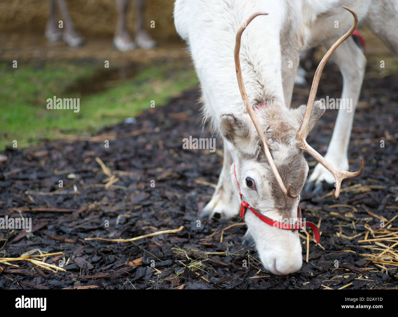 Faccia di renne di mangiare il fieno con red briglia Foto Stock