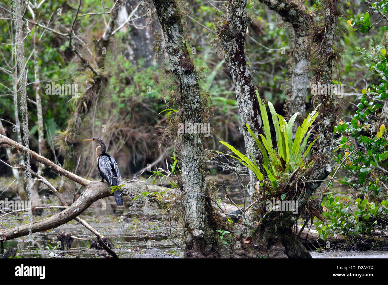 Un anhinga nel suo habitat naturale. Big Cypress National Preserve, Florida, Stati Uniti d'America. Foto Stock