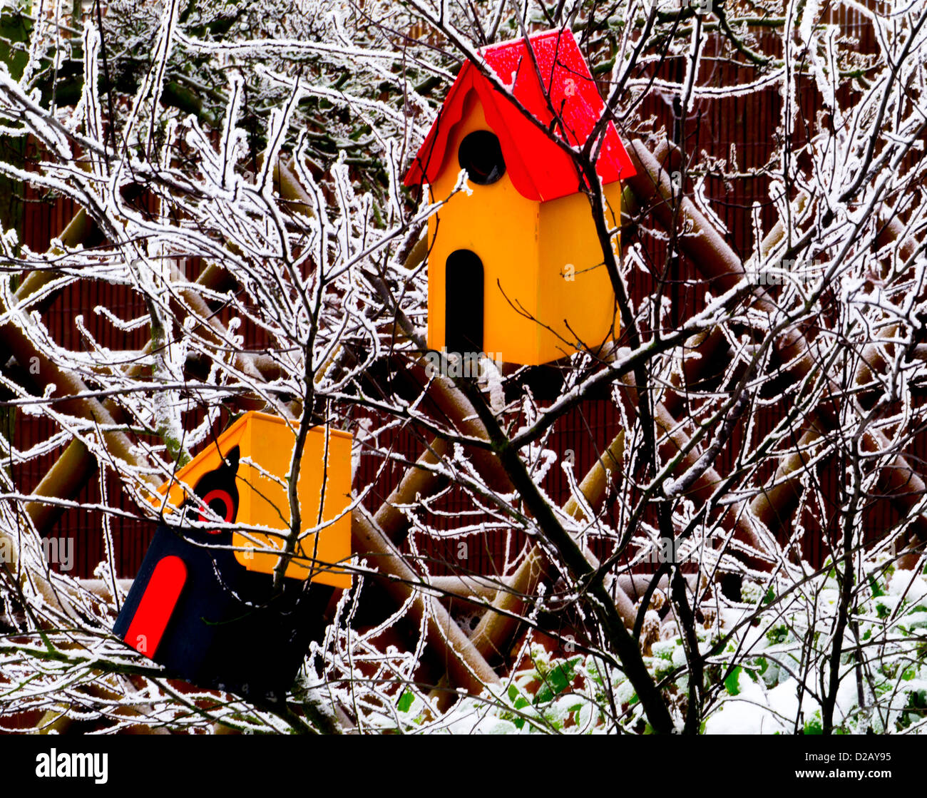Nido di uccelli scatole in un arbusto ricoperto con trasformata per forte gradiente frost Foto Stock