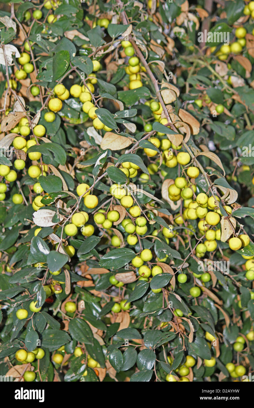 Ziziphus mauritiana, jujube indiano, Indiano plu, Miao; Arunachal Padesh; India Foto Stock