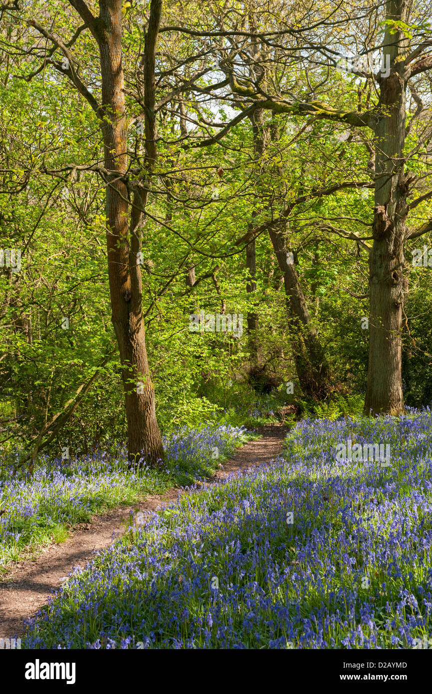 Luce solare pezzata, percorso bellissimo colorato tappeto blu della fioritura bluebells & alberi forestali - Middleton Woods, Ilkley, West Yorkshire, Inghilterra, Regno Unito. Foto Stock