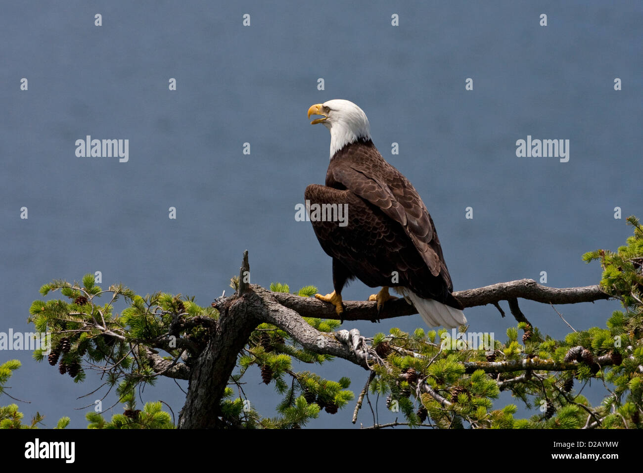 Aquila calva (Haliaeetus leucocephalus) appollaiato sul ramo di un abete di Douglas albero vicino a il suo nido a Denman Island, BC, Canada in giugno Foto Stock