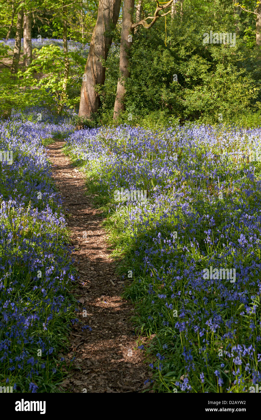 Luce solare pezzata, percorso bellissimo colorato tappeto blu della fioritura bluebells & alberi forestali - Middleton Woods, Ilkley, West Yorkshire, Inghilterra, Regno Unito. Foto Stock