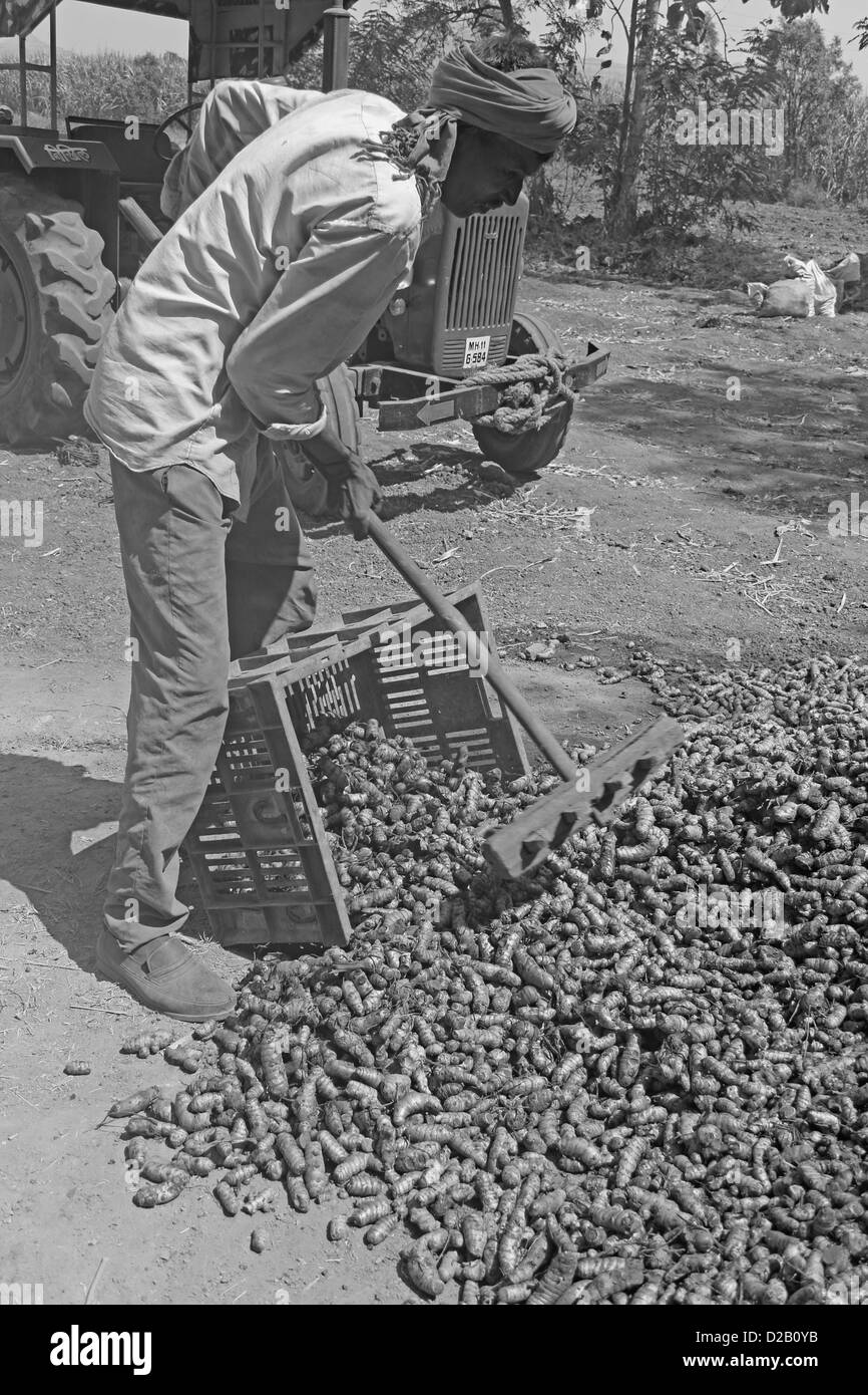 La curcuma, Curcuma longa in lavorazione per essiccazione e per la polverizzazione, Wai, Satara, Maharashtra, India Foto Stock