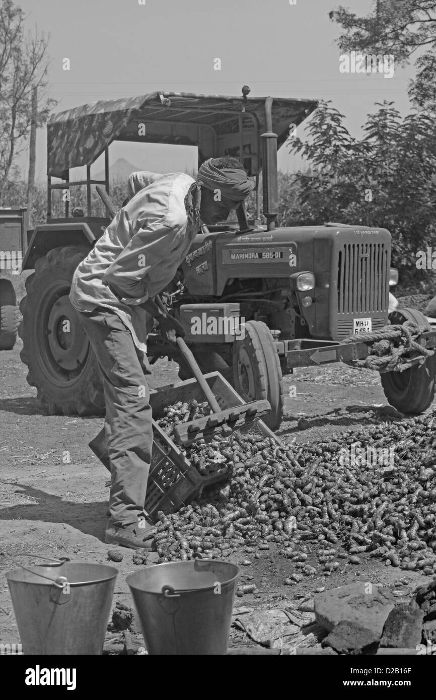 La curcuma, Curcuma longa in lavorazione per essiccazione e per la polverizzazione, Wai, Satara, Maharashtra, India Foto Stock