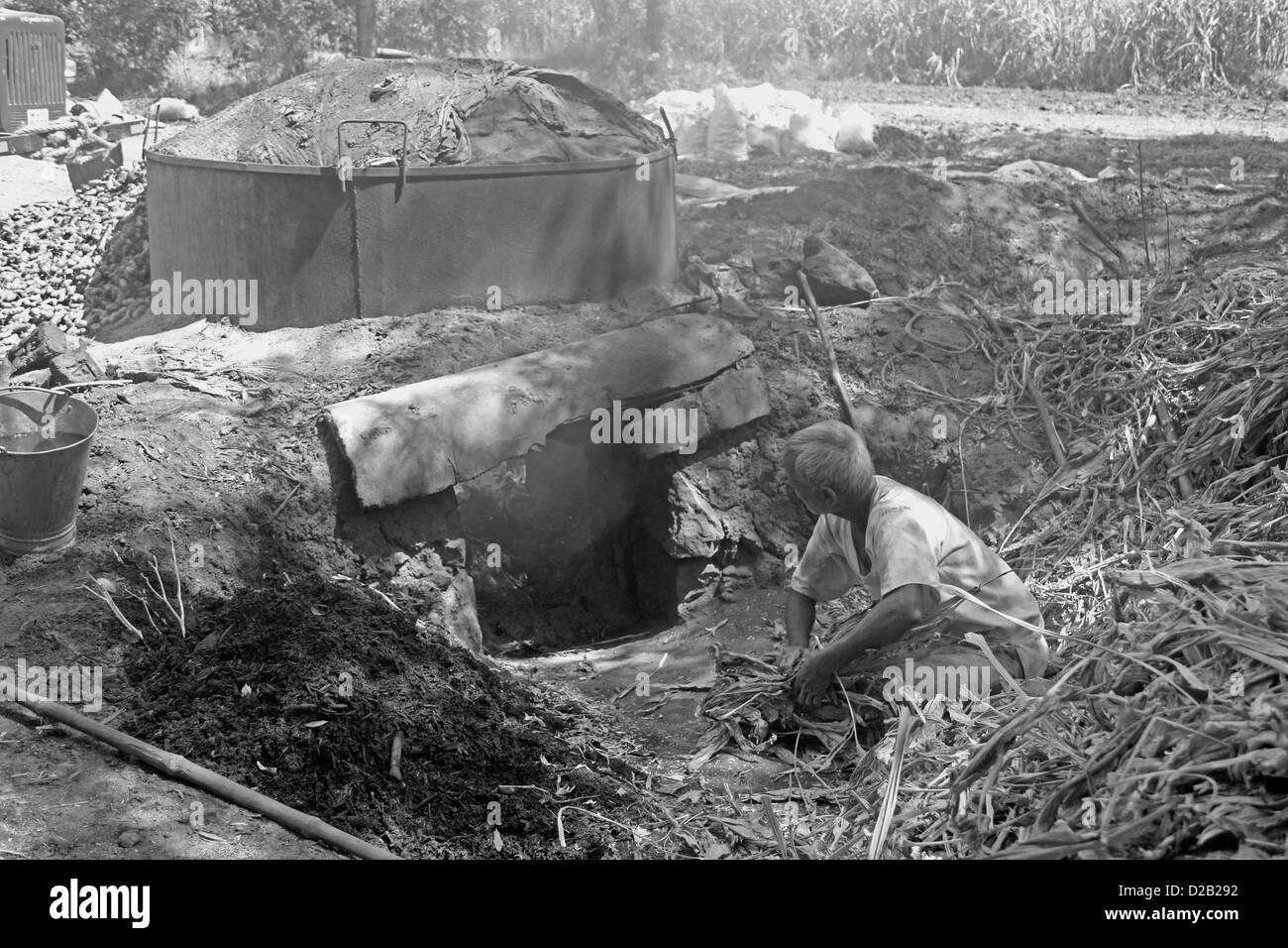 La curcuma, Curcuma longa in lavorazione per essiccazione e per la polverizzazione, Wai, Satara, Maharashtra, India Foto Stock