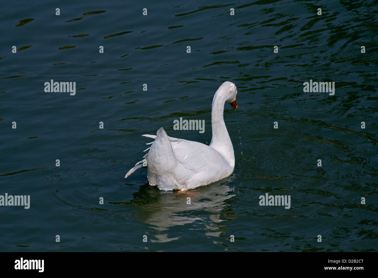 Le anatre domestiche, Anas platyrhynchos f domestica nei pressi di un laghetto di Pune, Maharashtra, India Foto Stock