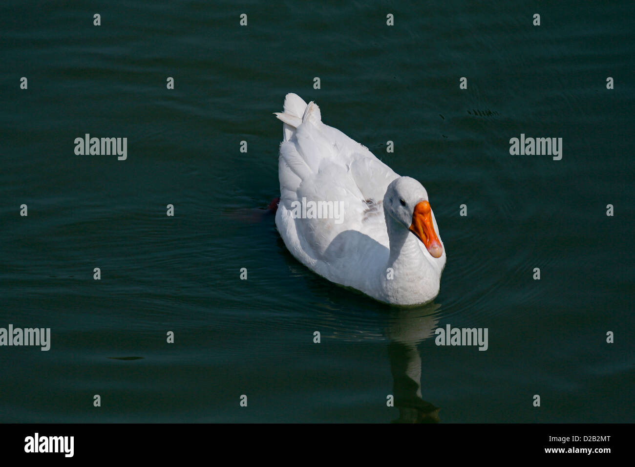Le anatre domestiche, Anas platyrhynchos f domestica nei pressi di un laghetto di Pune, Maharashtra, India Foto Stock