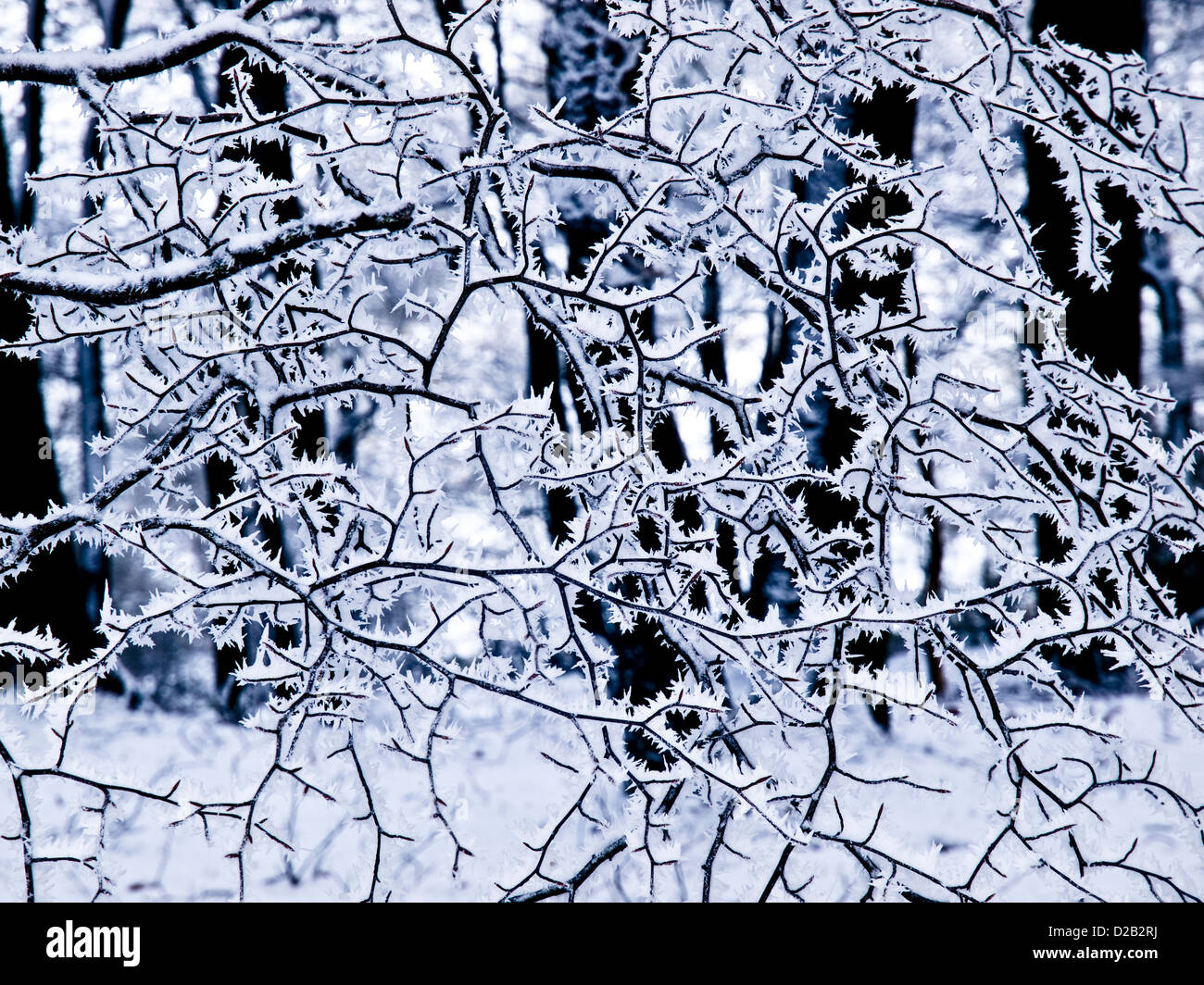 Inverno trasforma il Peak District woodland Foto Stock