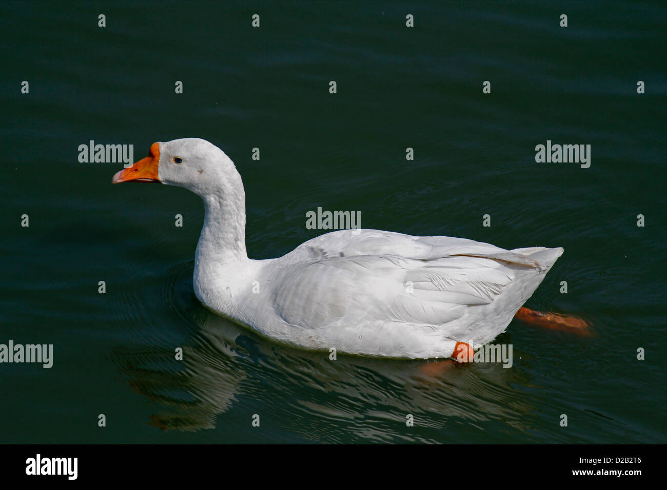 Le anatre domestiche, Anas platyrhynchos f domestica nei pressi di un laghetto di Pune, Maharashtra, India Foto Stock