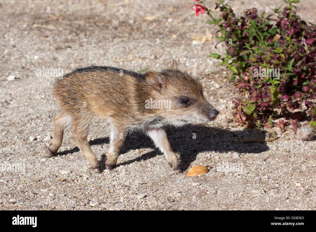 Collare Tayassu pecari tajacu Tucson Pima County, Arizona, Stati Uniti il 5 dicembre Una settimana di età bambino. Dicotylidae Foto Stock