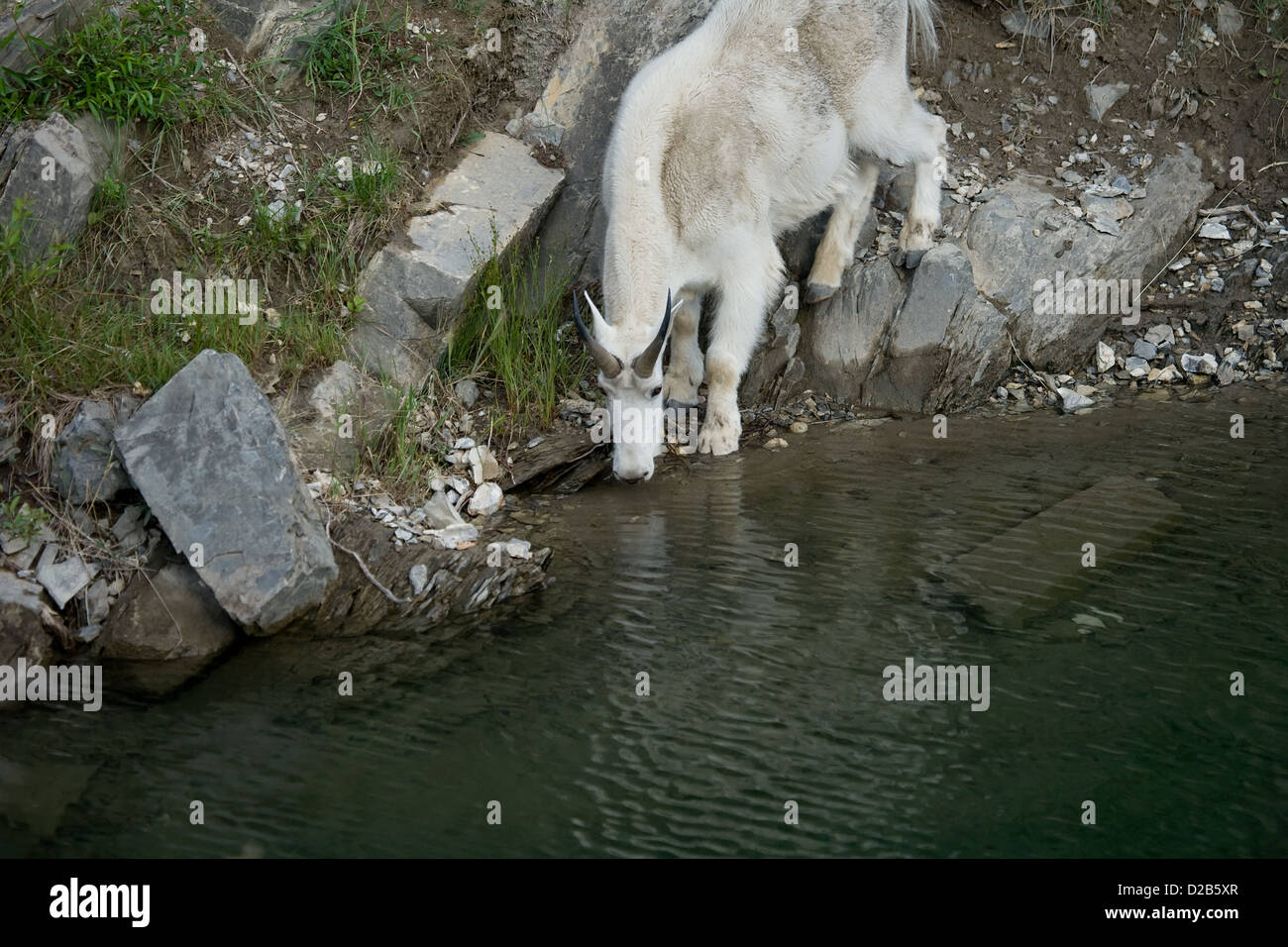 Billy capre di montagna di bere dal lago Foto Stock