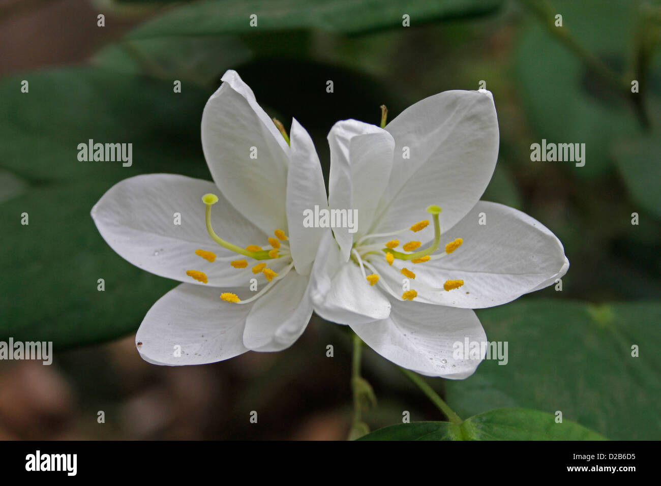 Fiore di Bauhinia Acuminata pianta Foto Stock