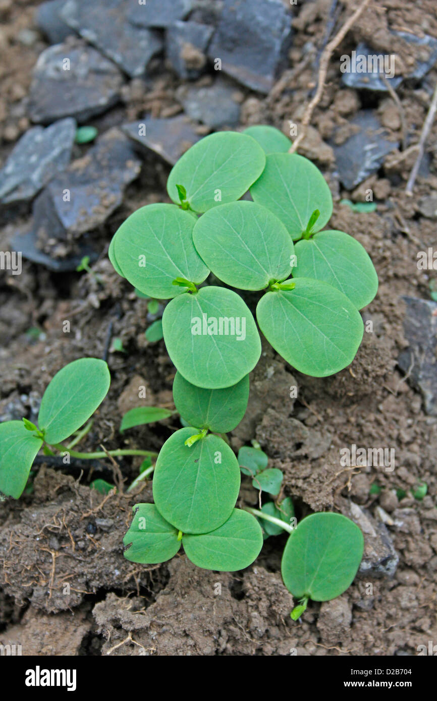 Cassia obtusifolia, Cassia semi, senza impedimenti la chiarezza delle sementi Foto Stock