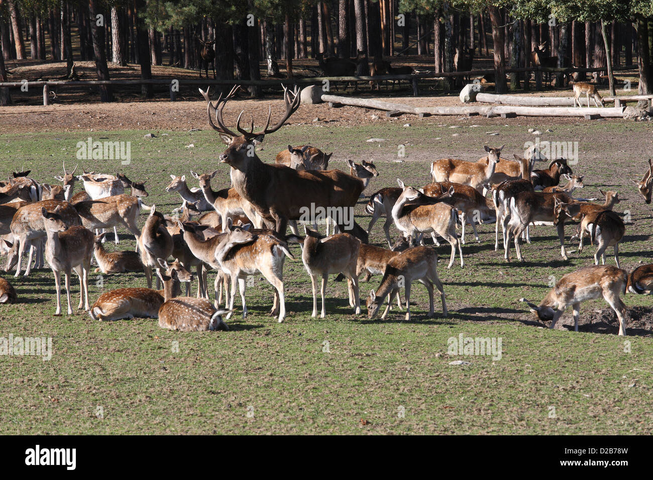 Baruth, Germania, free-ranging cervi nel parco dei cervi locust mill Foto Stock