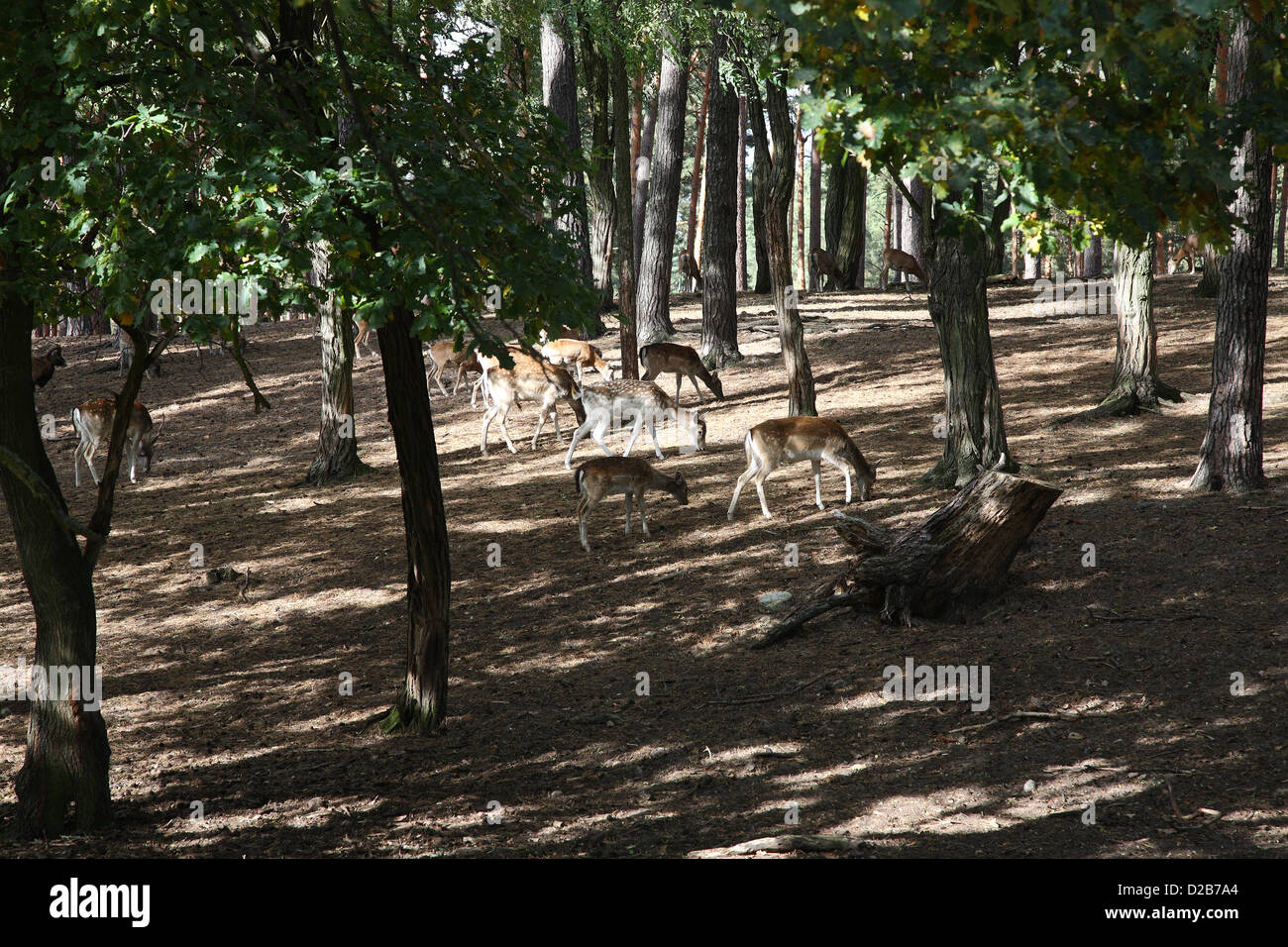 Baruth, Germania, free-ranging cervi nel parco dei cervi locust mill Foto Stock