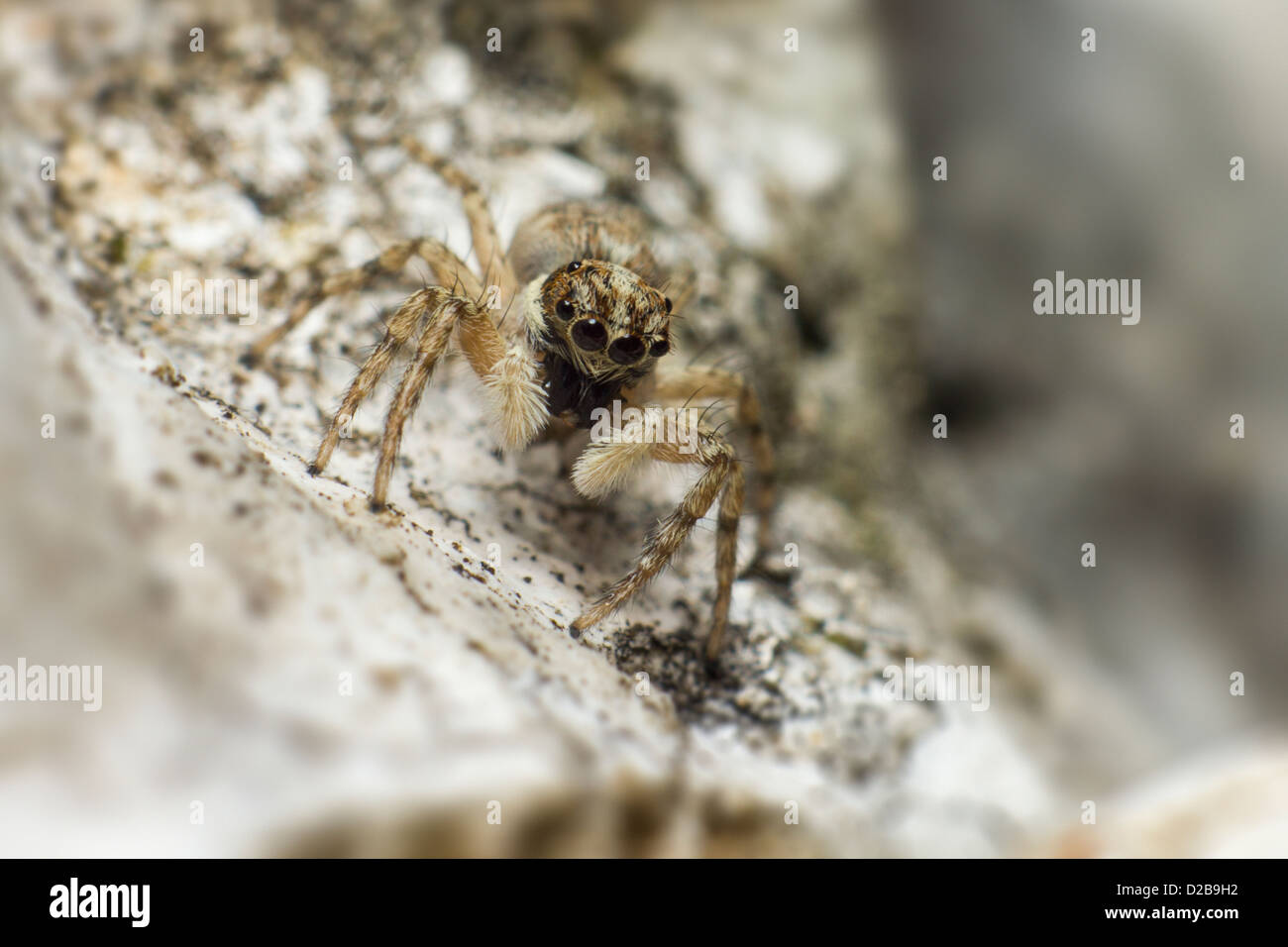 Ritratto di una jumping spider (Salticus scenicus) Foto Stock