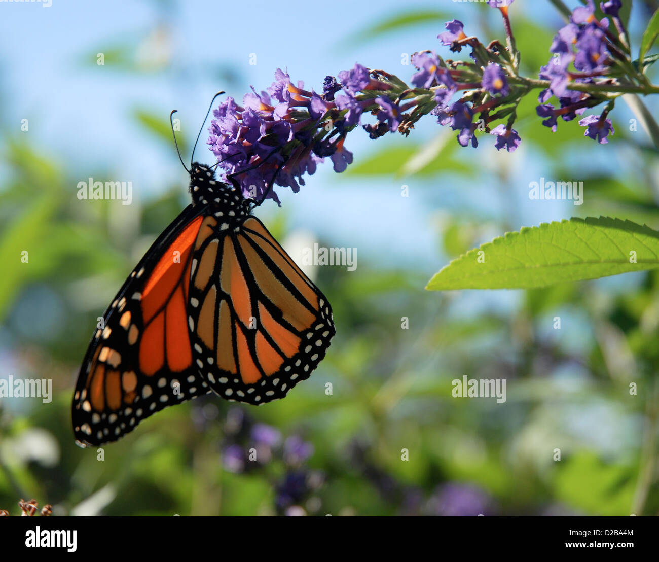 Farfalla monarca con fiore Foto Stock