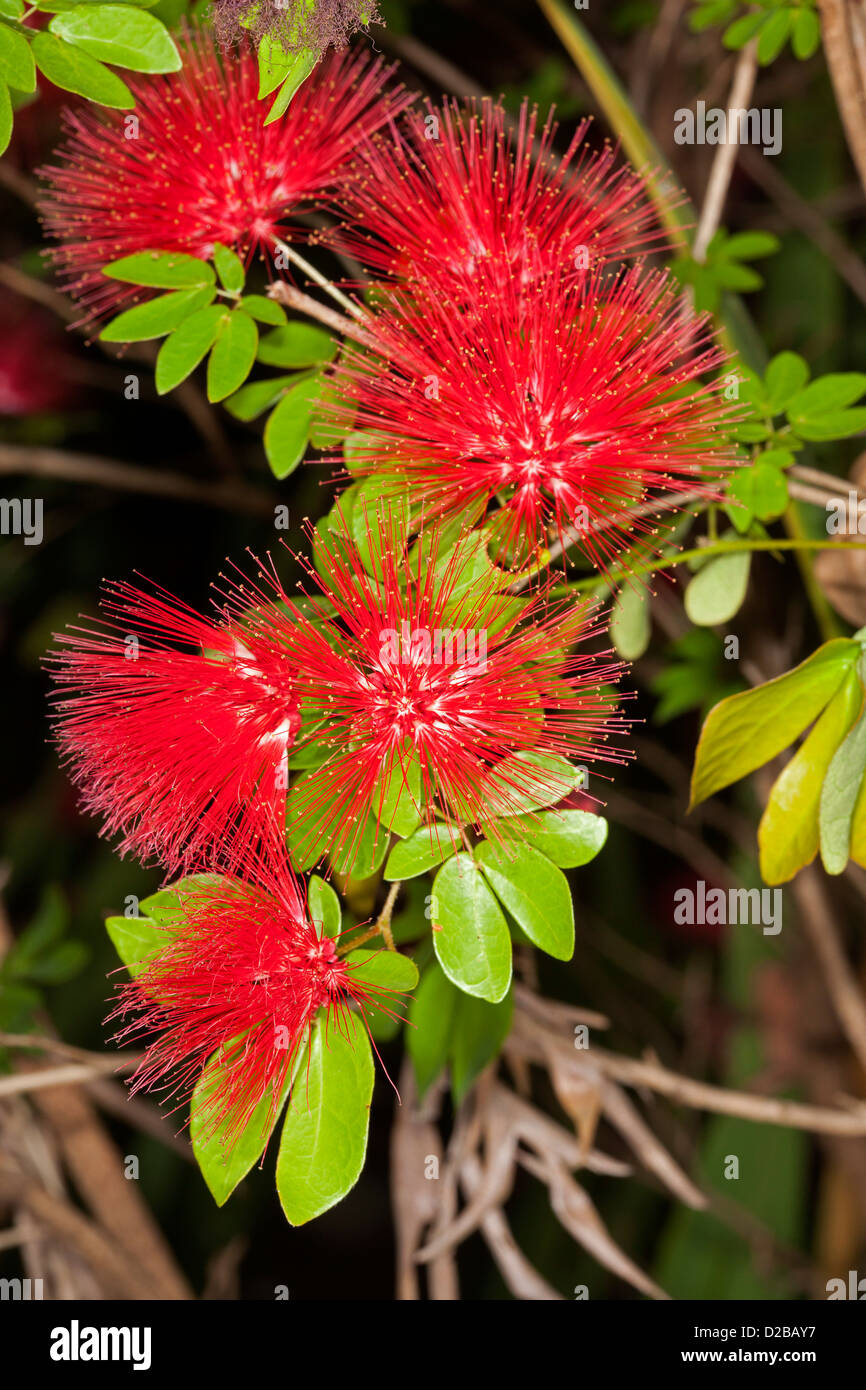 Rosso brillante soffici fiori e verde smeraldo di fogliame della calliandra tweedii - pom pom bush Foto Stock