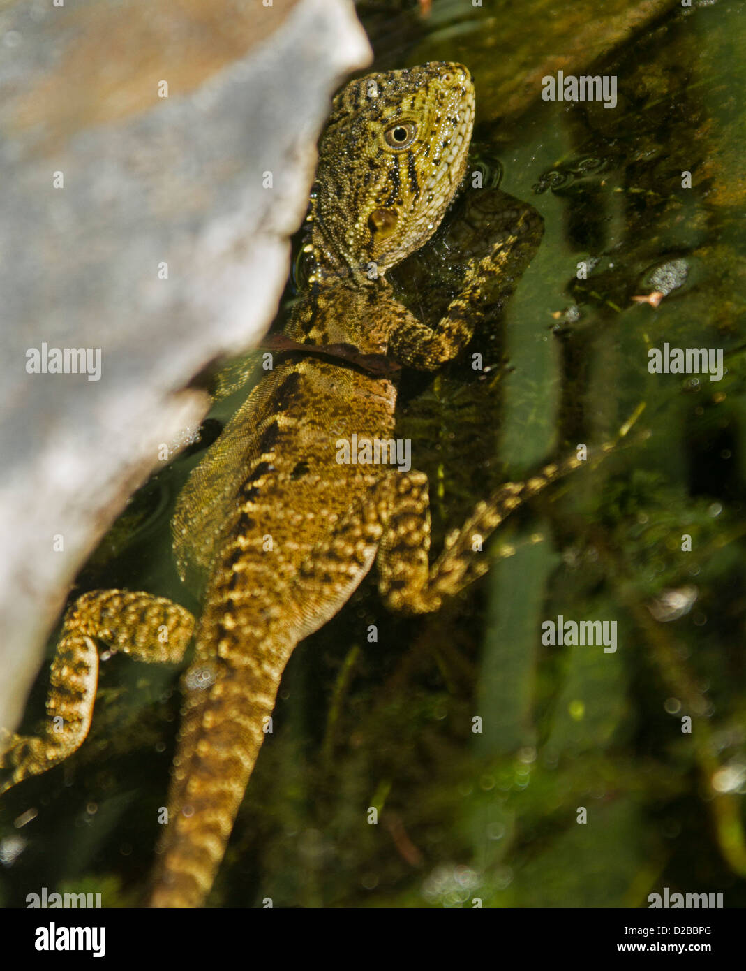 Il giovane Australiano lizard - acqua orientale dragon - nuoto in un stagno Foto Stock