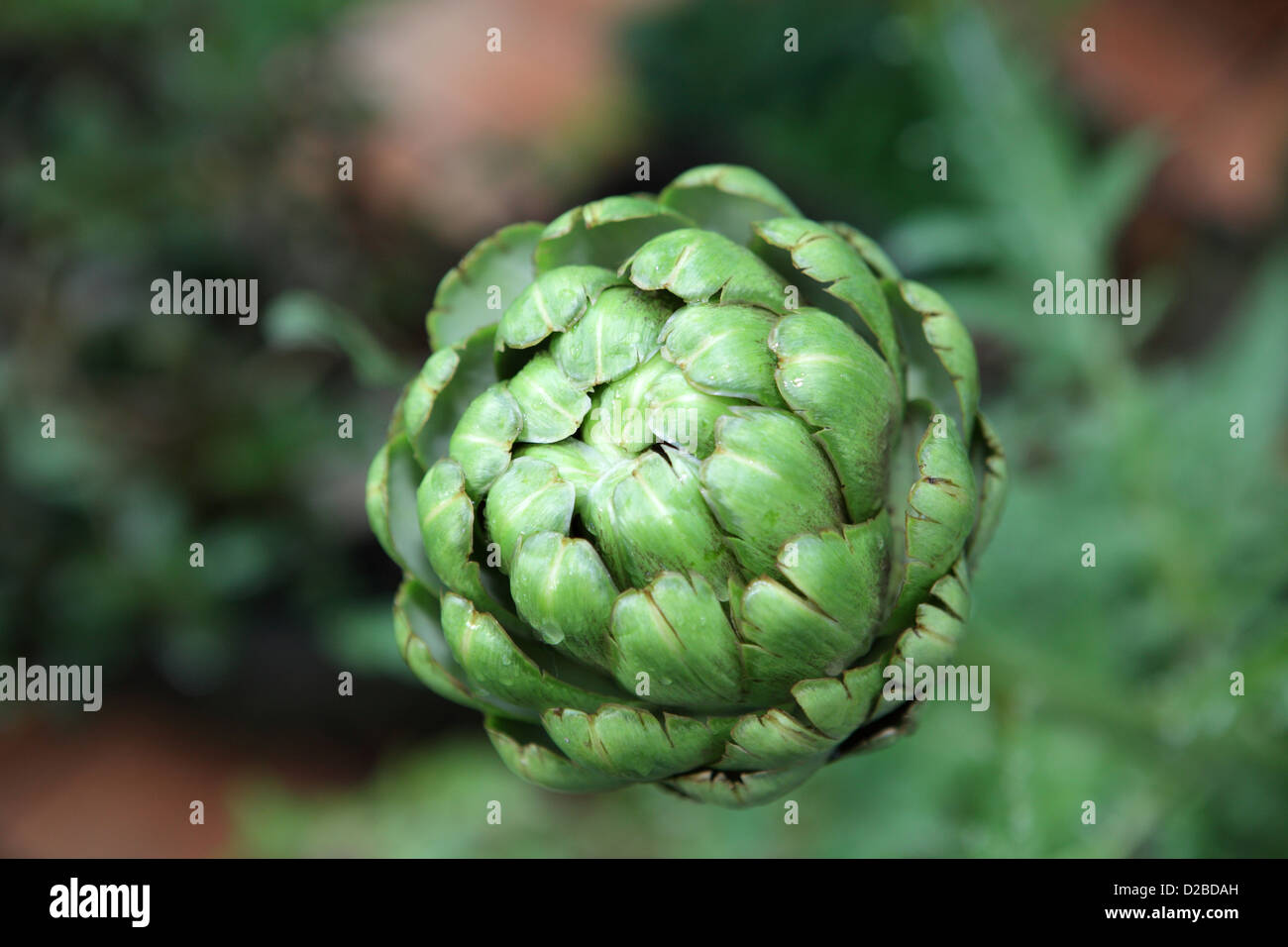 Villaggio splendente, la Germania, la gemma di un fiore Foto Stock