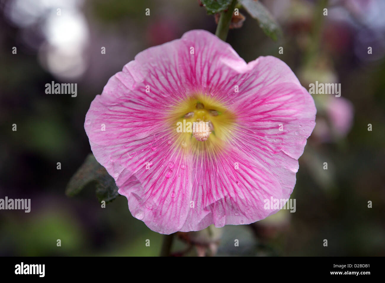 Villaggio splendente, Germania, Stockrosenbluete Foto Stock