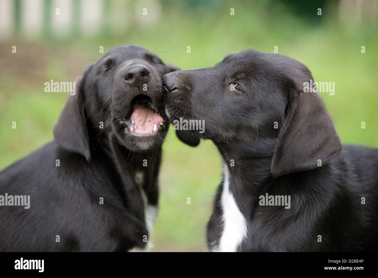 Villaggio splendente, Germania, cuccioli giocare con ciascun altro Foto Stock